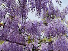 -嘉定紫藤园