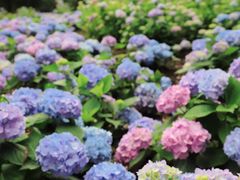 -上海共青森林公园