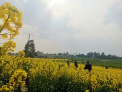 -三圣花乡旅游区
