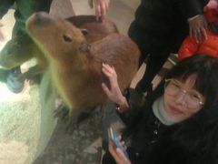 -萌宠奇缘