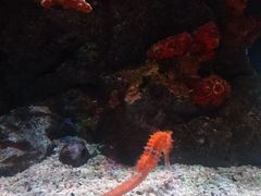 -暹罗海洋世界