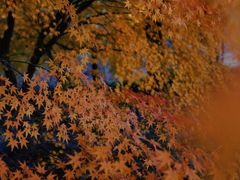 -花开海上生态园