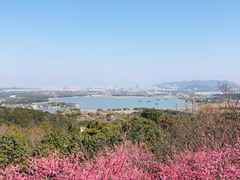 -香雪海