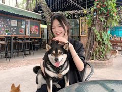 -柴犬高等学院·狗咖·柴犬售卖·宠物训练