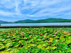 -水上明月·湖景餐厅