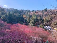 -湖南嵩云山国家森林公园