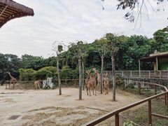 -深圳野生动物园