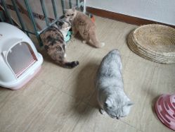 -英刺青 纹身 洗纹身