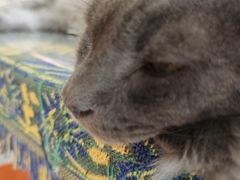 -平行世界·猫咖(首经贸店)
