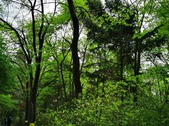 -黑龙江省森林植物园