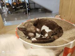 -屋虎猫馆(宝安大仟里店)
