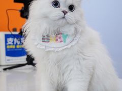 -欣宠猫屋·矮脚拿破仑·蓝金金渐层