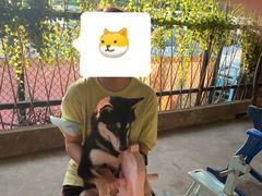 -柴犬高等学院·狗咖·柴犬售卖·宠物训练