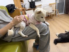 -是阿柴呀！柴犬咖啡·爱喵喵猫咖