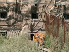 -新疆天山野生动物园