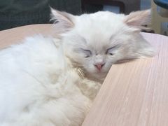 -瞄一喵猫咖(格力海岸店)