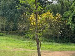 -南宁良凤江国家森林公园