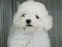 -翊宠yipet猫狗购宠庄园犬舍•猫舍