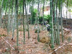 -大本营竹筒饭