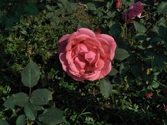 -武汉紫薇都市田园