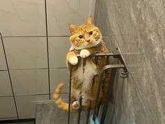 -爱侣宠医·鹦鹉专科·小型哺乳类·异宠专科(灵石路店)