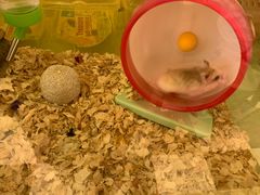 -龙猫仔乐园(惠福东路店)