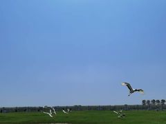 -盐城丹顶鹤湿地生态旅游区