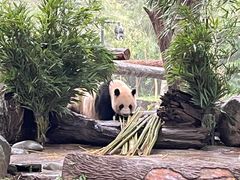 -都江堰中华大熊猫苑