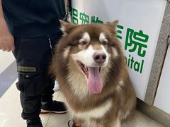 -爱侣宠医·鹦鹉专科·小型哺乳类·异宠专科(灵石路店)