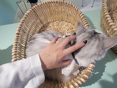 -怪兽屋·羊驼·猫咖·狗咖(俊华广场店)