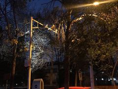 -三里屯东五街银杏大道