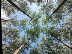 -黄海国家森林公园