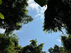 -西双版纳原始森林公园