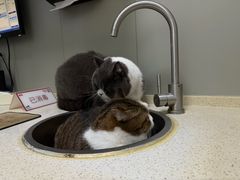 -伟伟宠物医院·瑞派猫友好医院·猫科(光谷店)