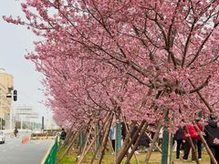 -武汉大学-樱园