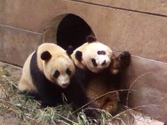 熊猫-碧峰峡风景区