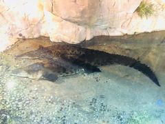 -迪拜水族馆及水下动物园