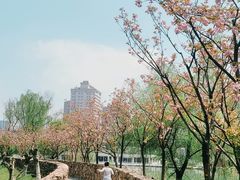 -洋湖国家湿地公园