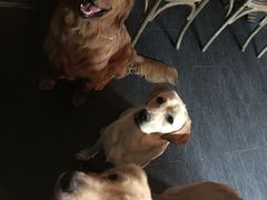 -百好乐宠物友好餐厅(朝外大街店)