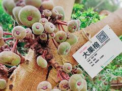 -呀路古热带植物园