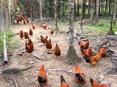 -兴隆槟榔园休闲农庄