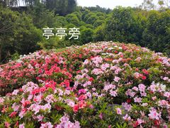 -南山植物园