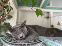 -喵屿·大理花园猫咖