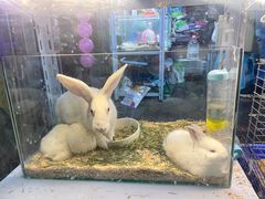 -花鸟鱼虫鲜花绿植市场(玉泉路店)