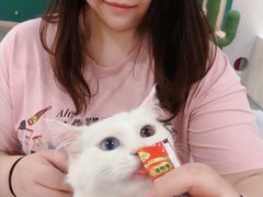 -飞行喵MR PILOT|猫舍·猫咖(静安大融城店)