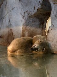 -Zoolung Zoolung动物主题公园(海信广场店)