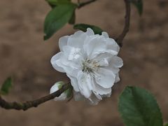 -南国桃园旅游度假区