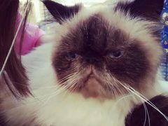 -猫小院猫主题咖啡厅(北锣店)
