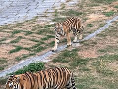 -深圳野生动物园