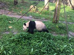 -都江堰中华大熊猫苑